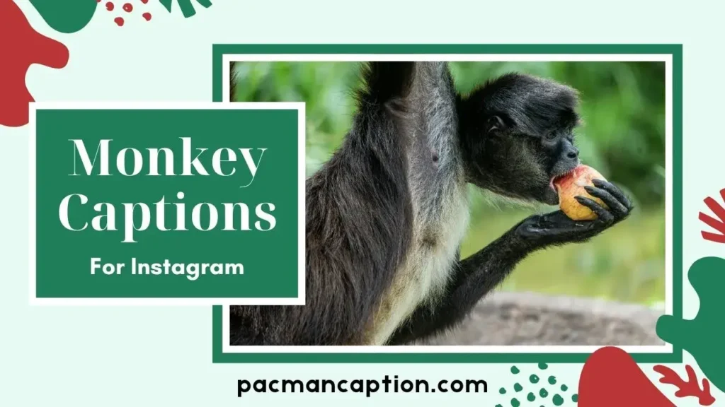 The Ultimate List of Monkey Captions for Instagram & Social Media PacManCaption