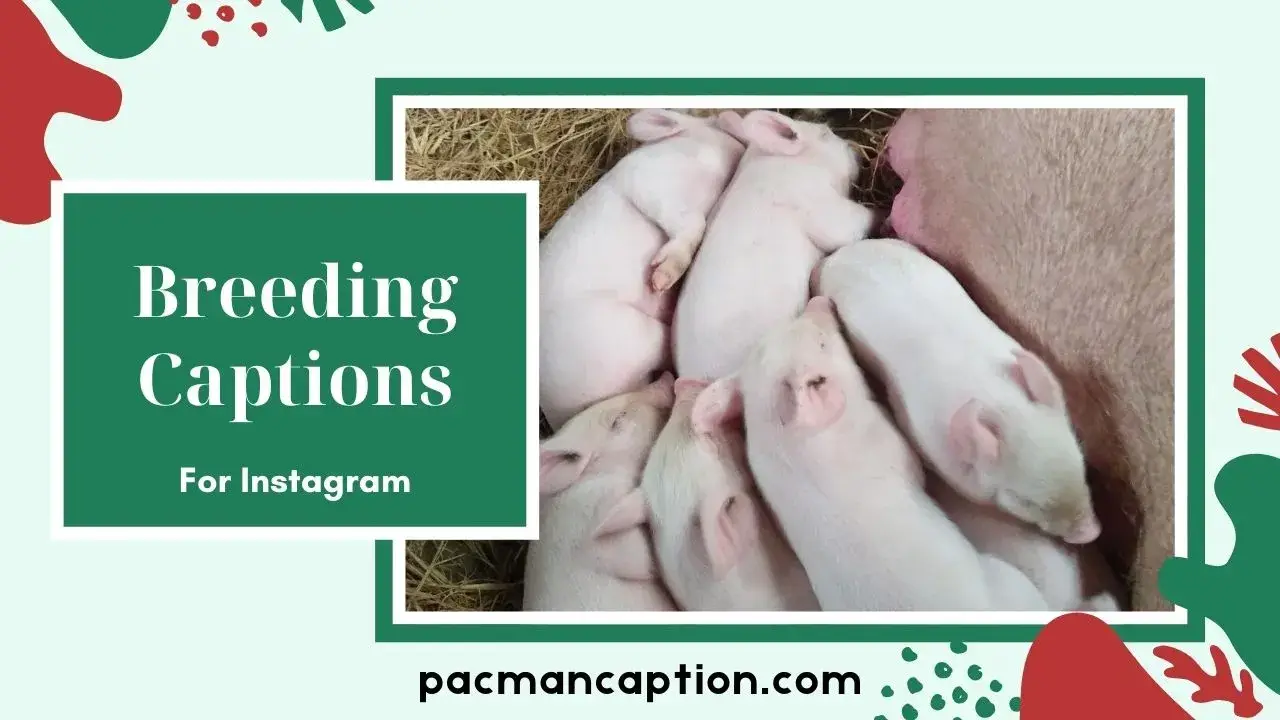 Breeding Captions That Melt Hearts Perfect Lines for Pet Lovers PacManCaption