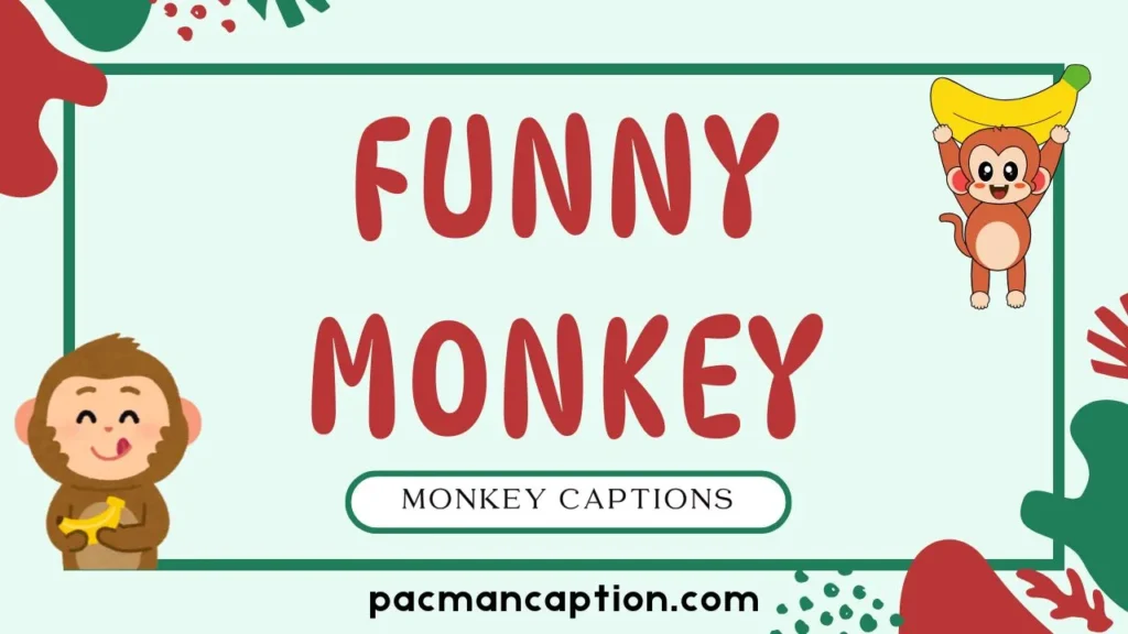 funny monkey captions