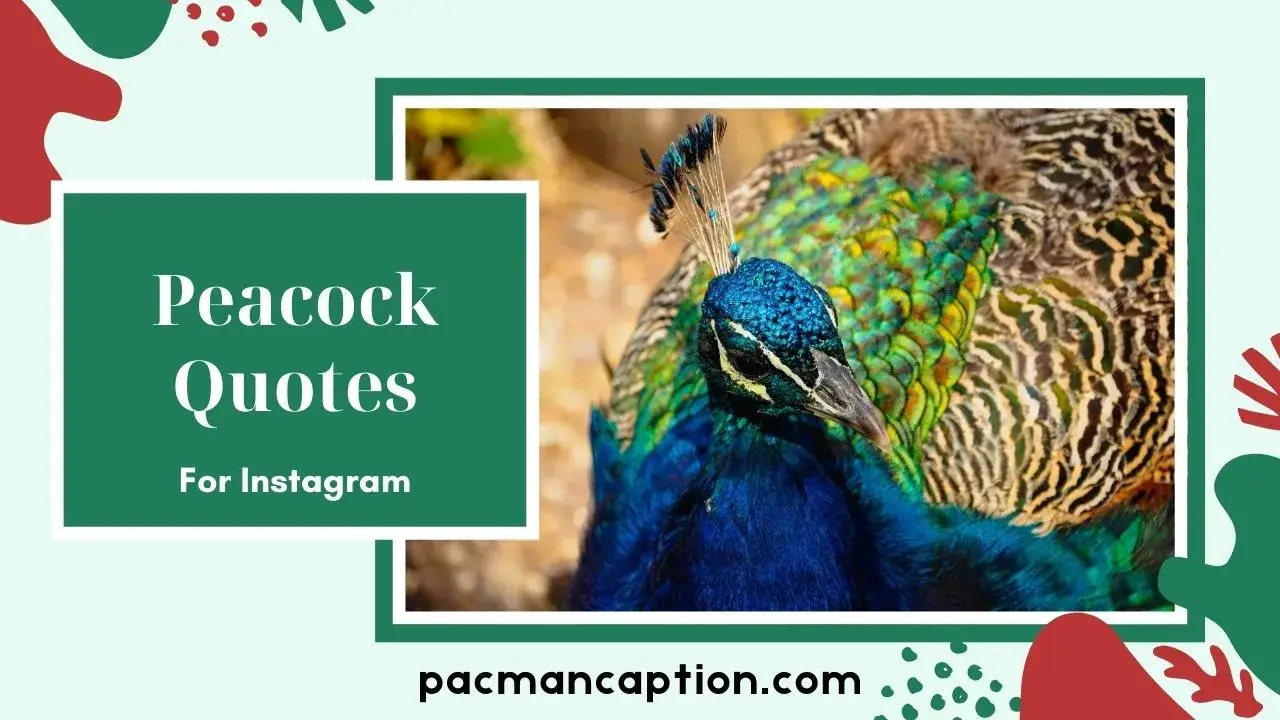 500+ Peacock Quotes That Inspire Confidence, Beauty & Pride 2026 PacManCaption