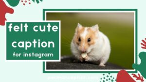 370+ Felt Cute Captions for Instagram That Will Make Your Selfies Shine