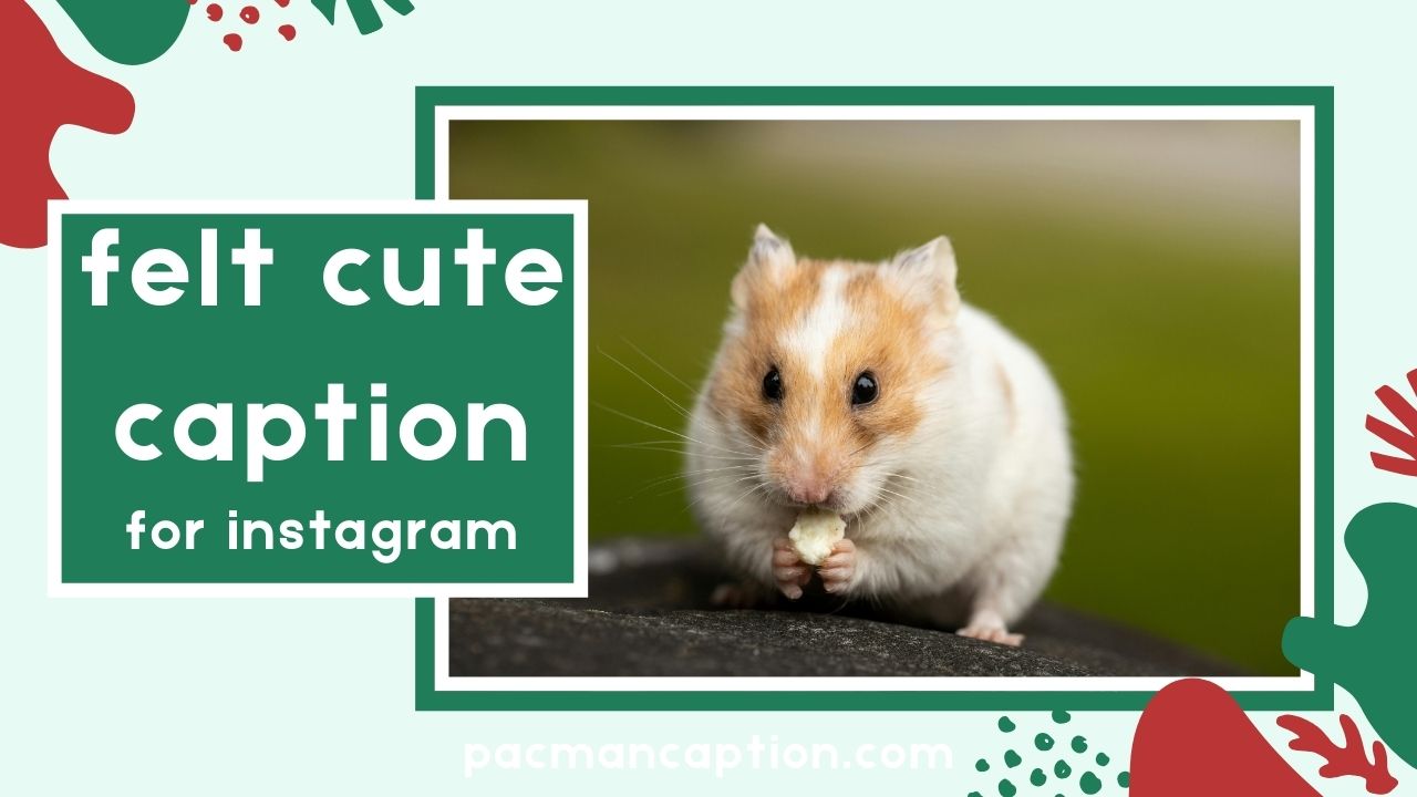 370+ Felt Cute Captions for Instagram That Will Make Your Selfies Shine