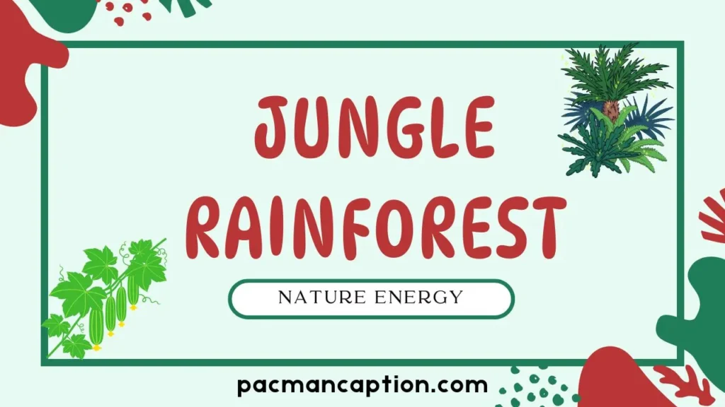 jungle rainforest and nature energy